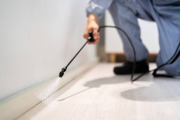 Licensed Rodent Control service in Marana, AZ - Nex Pest Control